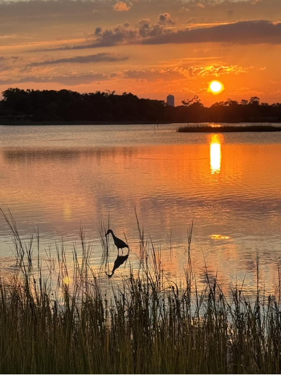 Heron in a marsh at sunset