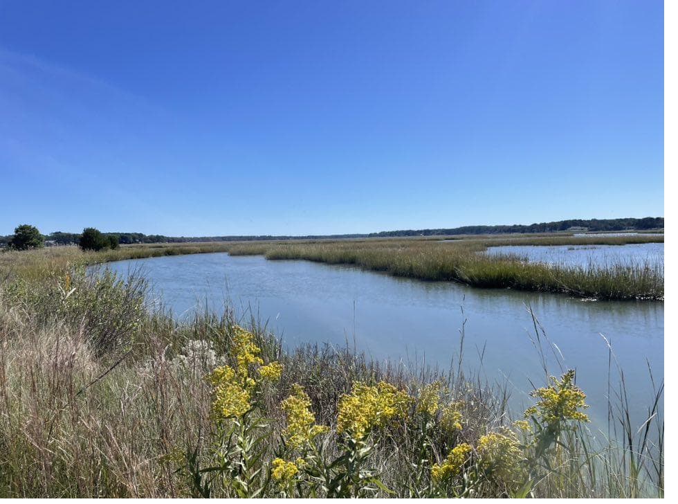 Daytime tidal marsh with wildflowers